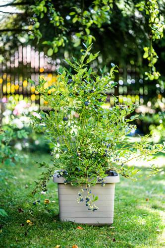 berberis-onontozo-viraglada-uno-taupe